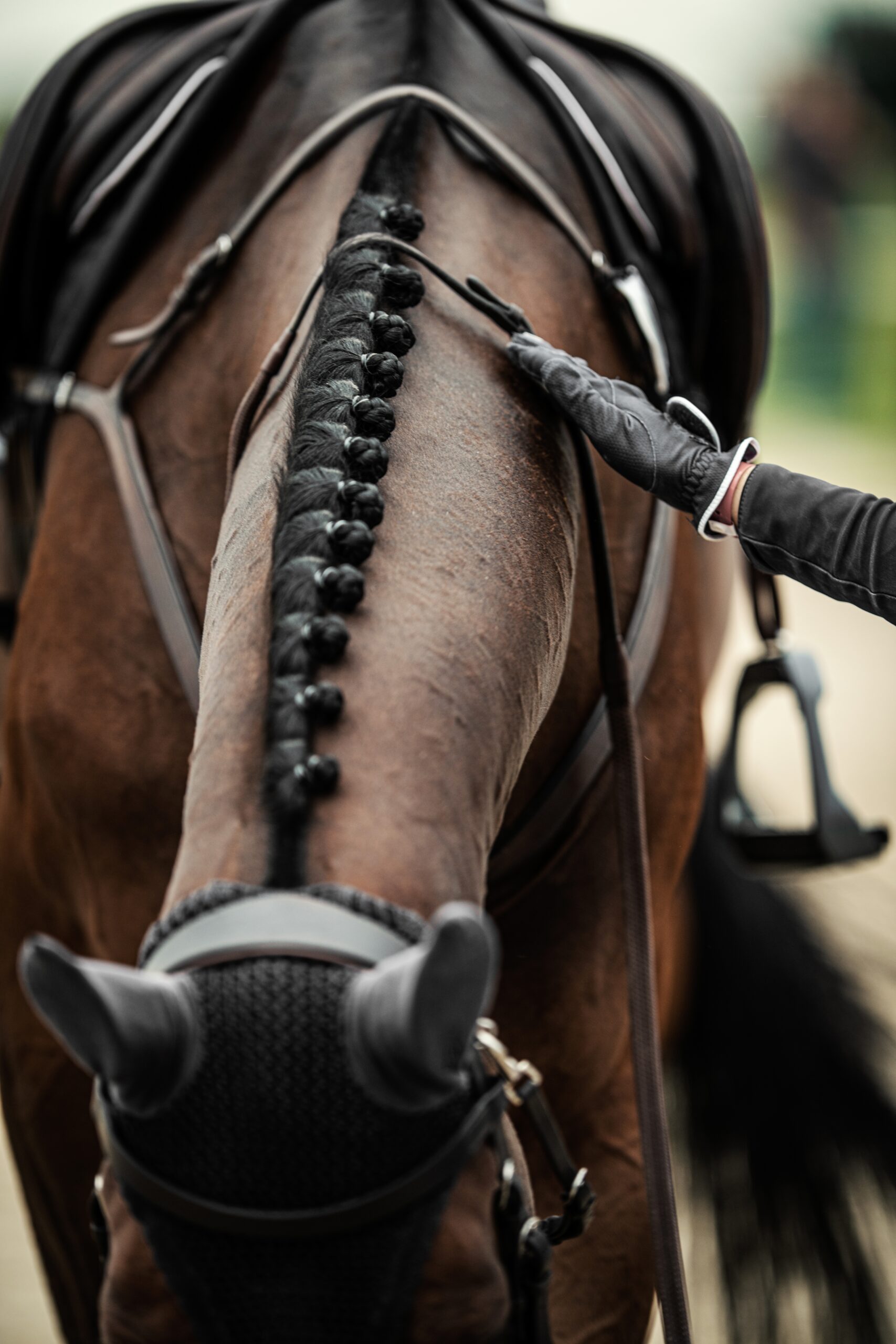 Perfectly,Groomed,Sport,Show,Jumping,Horse,During,Equestrian,Competitions.,Closeup